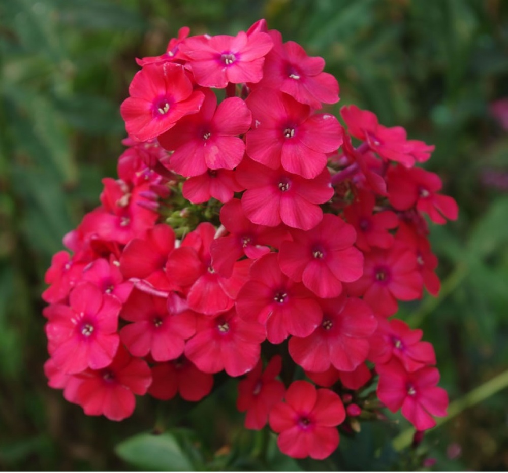 Phlox paniculata 'Miss Mary'